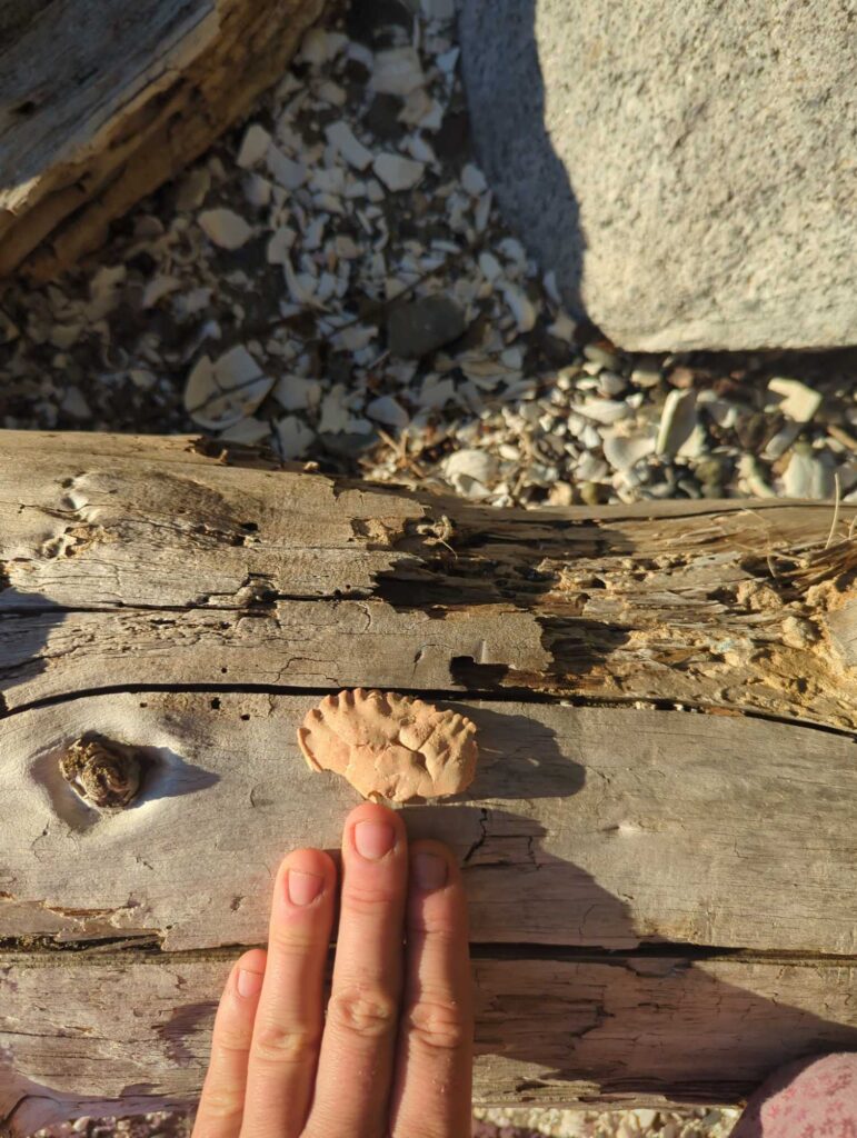 a hand with a finger up in front of a rock wall (MyCoast AI)