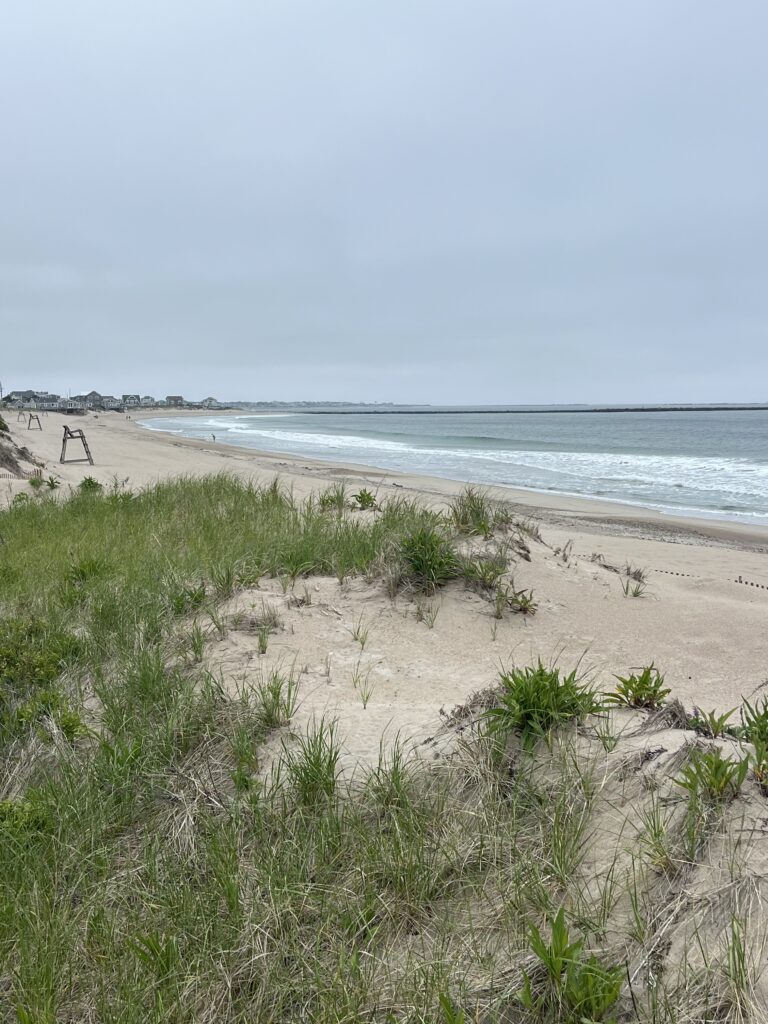 a beach with plants and sand (MyCoast AI)