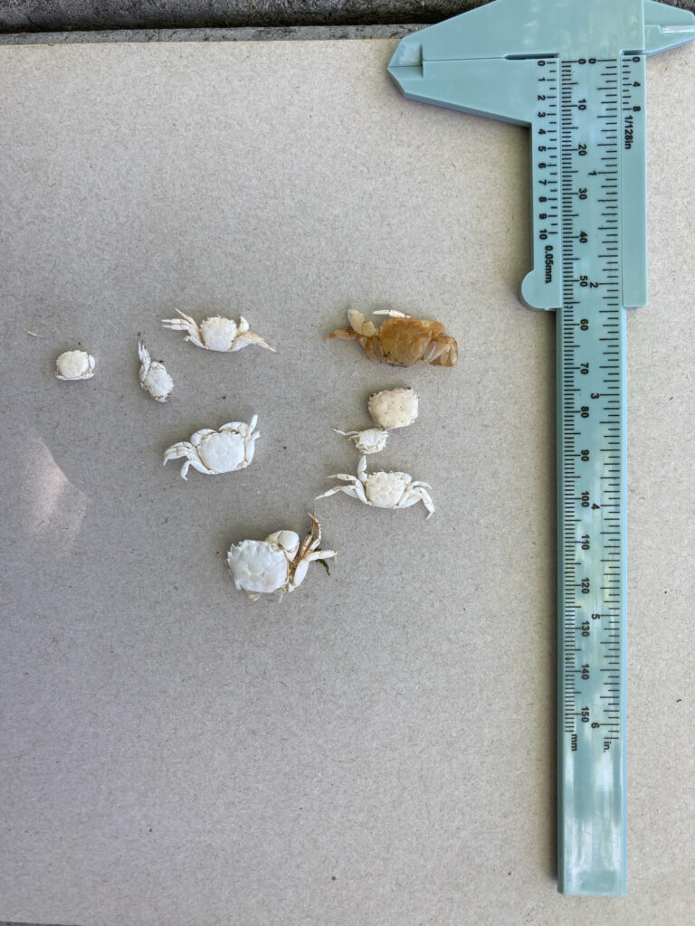 a ruler next to a group of bones on a carpet (MyCoast AI)
