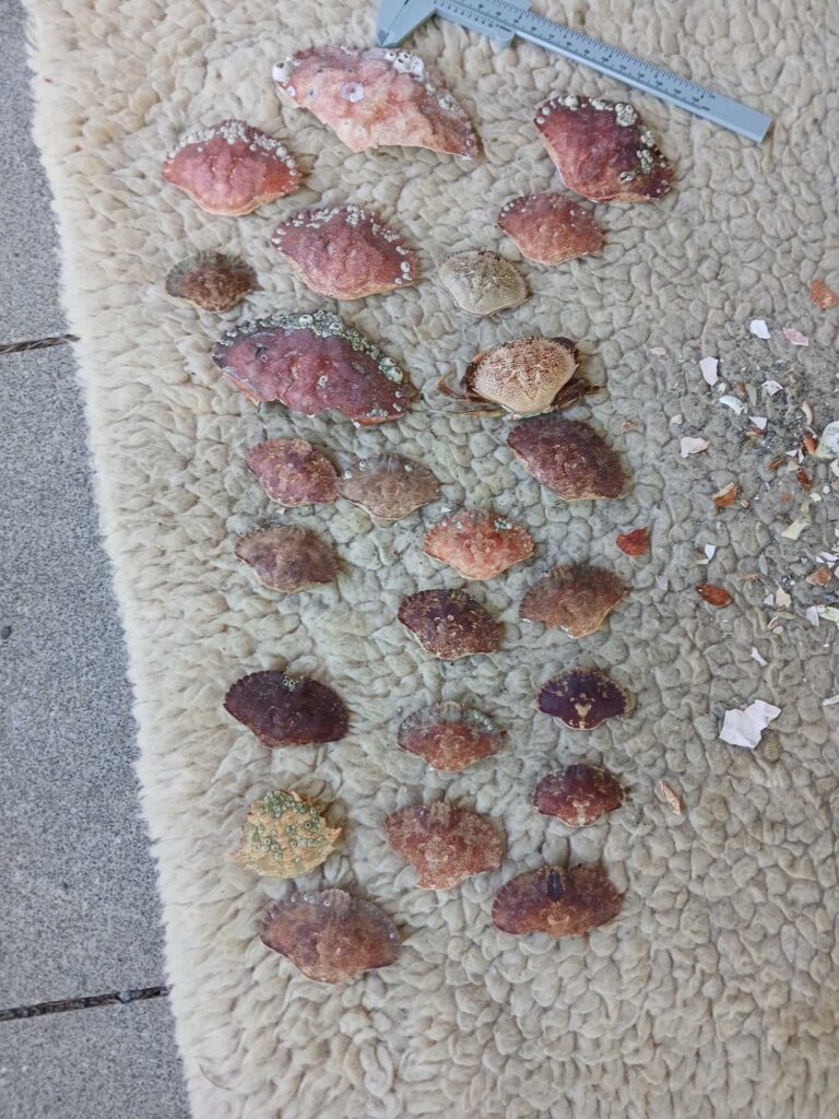 a pile of red and white powder (MyCoast AI)