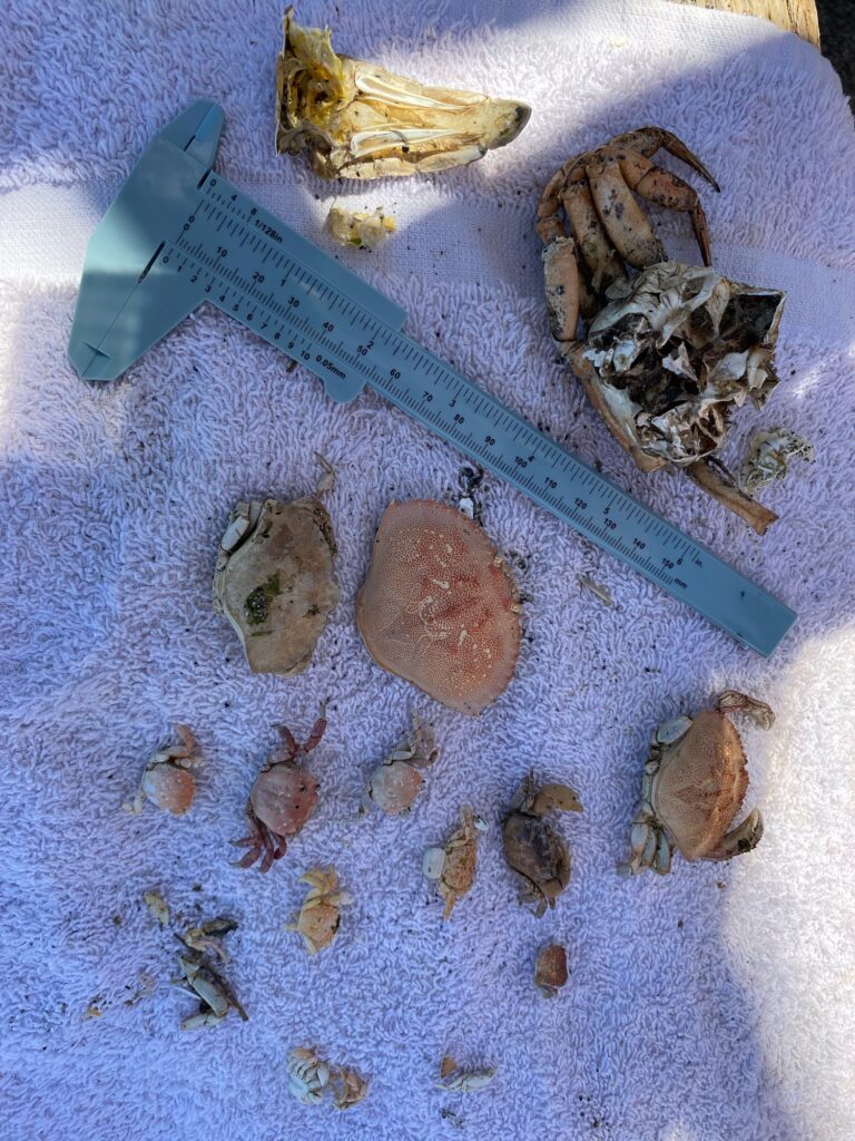 a knife and a group of mushrooms (MyCoast AI)