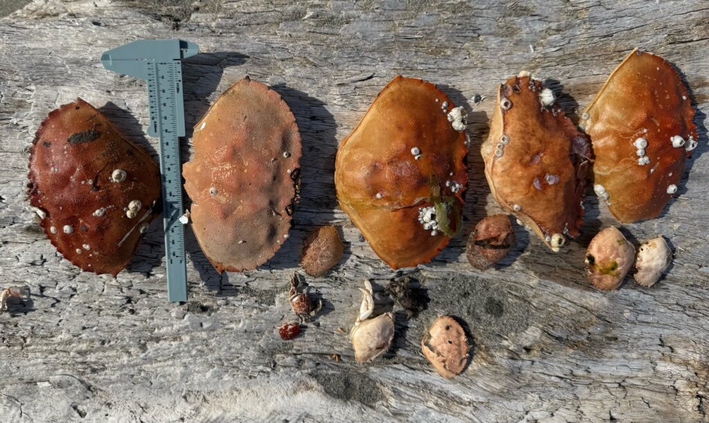 a group of brown mushrooms (MyCoast AI)