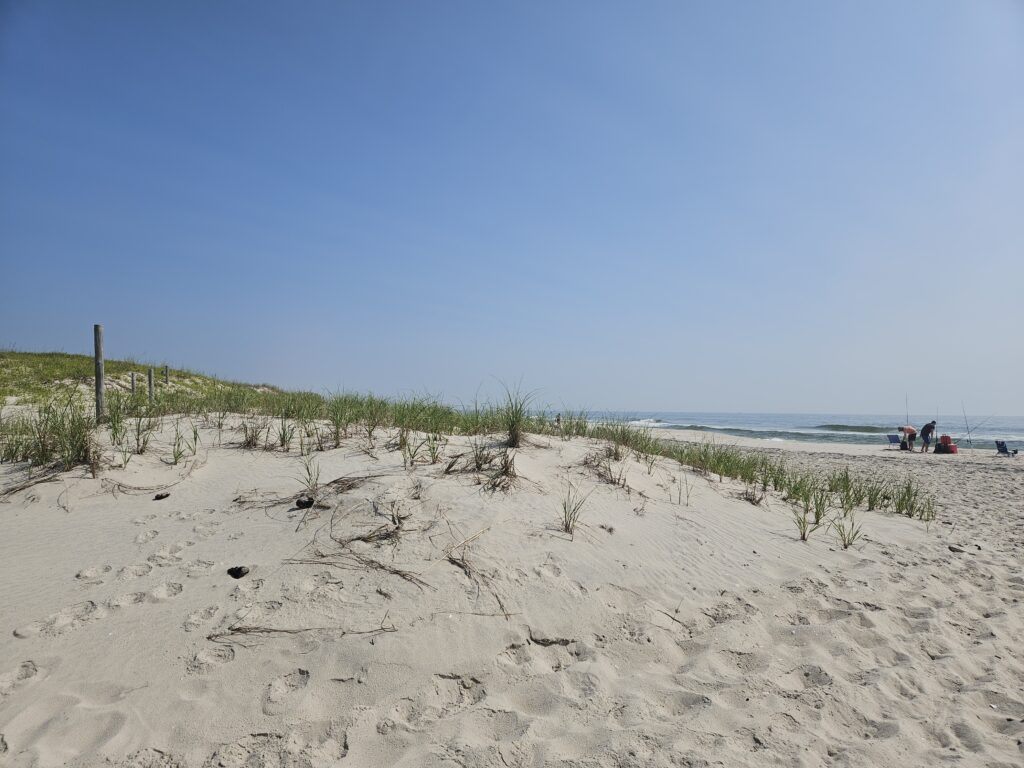 a sandy beach with plants and water (MyCoast AI)