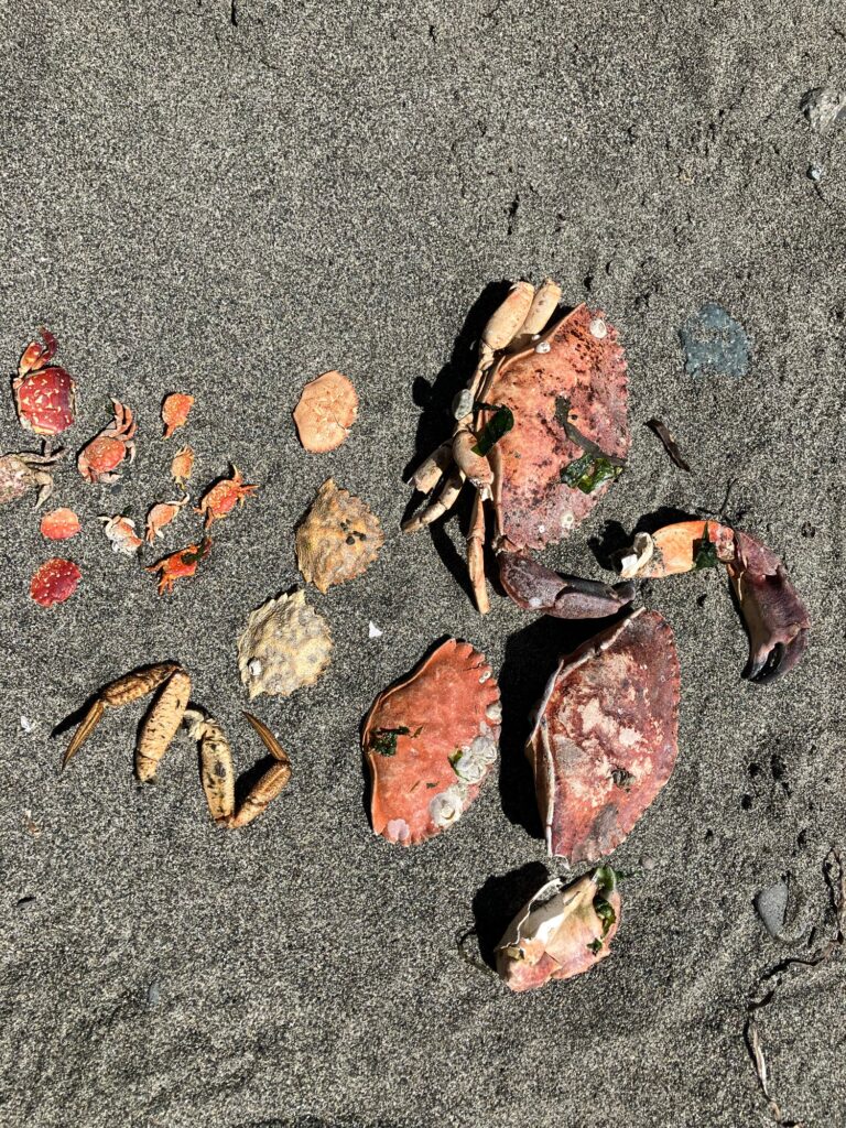 a group of shells on the ground (MyCoast AI)
