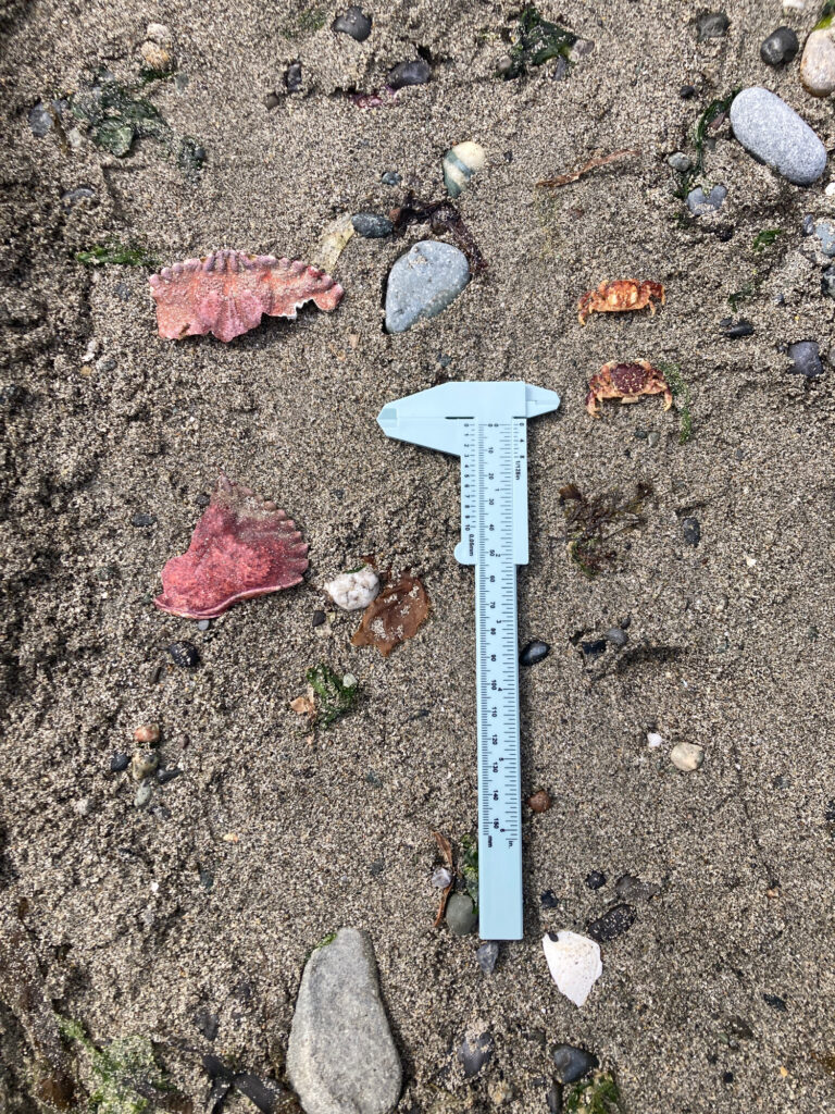 a blue shovel on the ground (MyCoast AI)