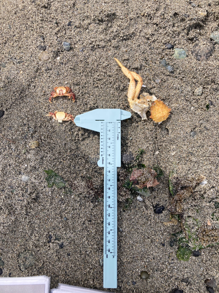 a blue plastic shovel on the ground (MyCoast AI)