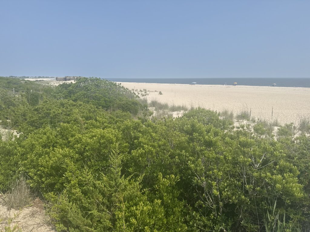 a large field of green plants (MyCoast AI)