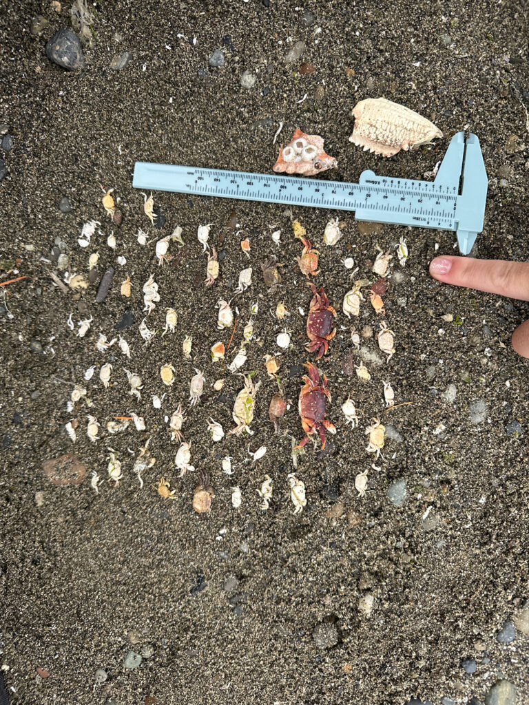 a hand holding a knife over a pile of leaves (MyCoast AI)