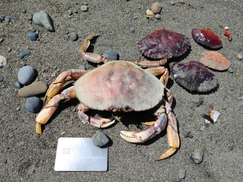 a crab on the sand (MyCoast AI)