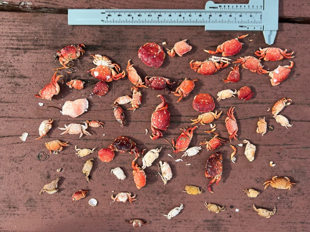 a pile of red and white mushrooms (MyCoast AI)