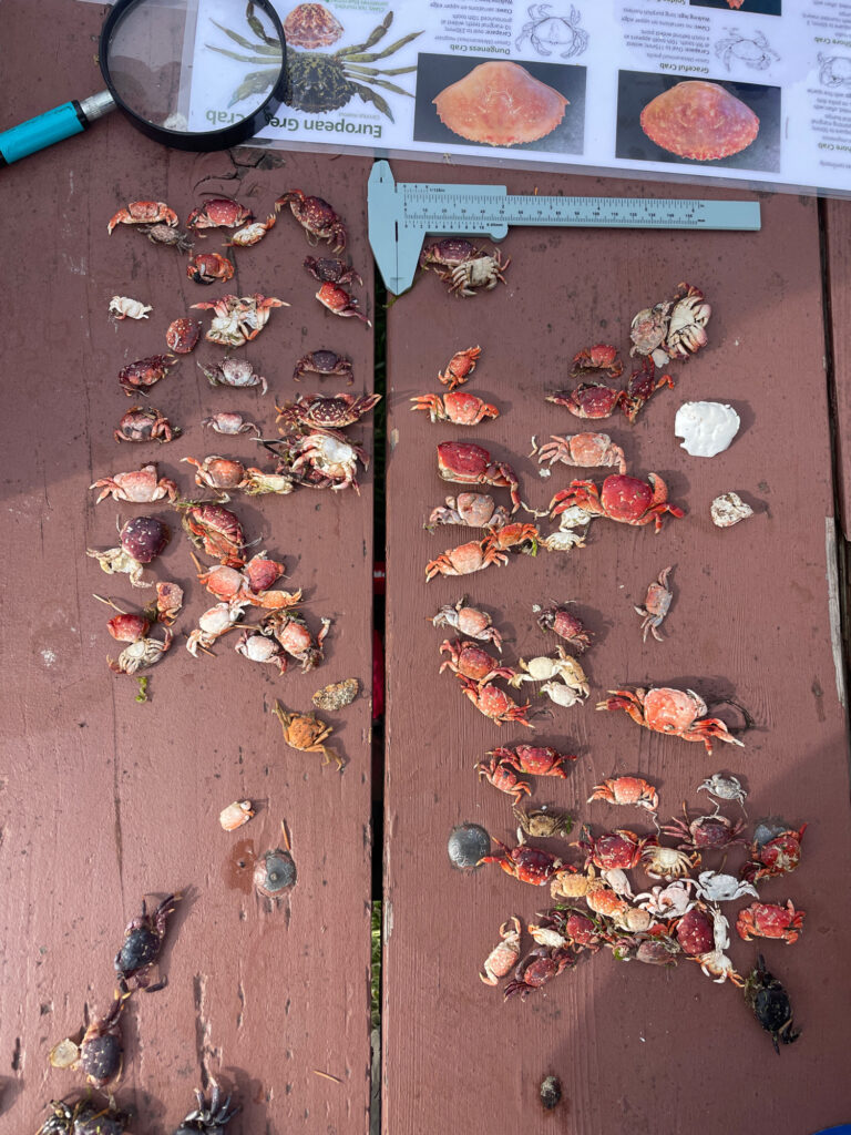 a group of insects on a wood surface (MyCoast AI)