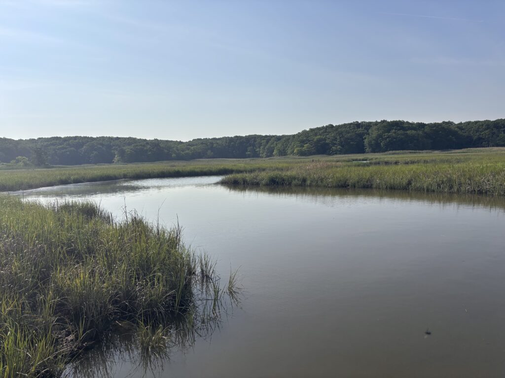 a river with grass and trees (MyCoast AI)
