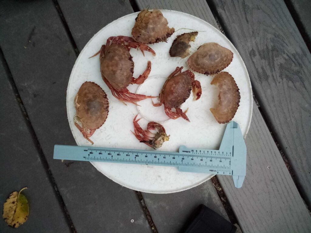 a plate of food (MyCoast AI)