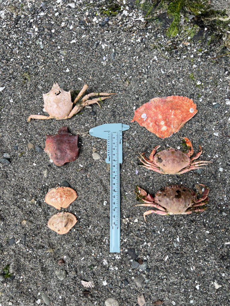 a blue shovel and some brown objects (MyCoast AI)