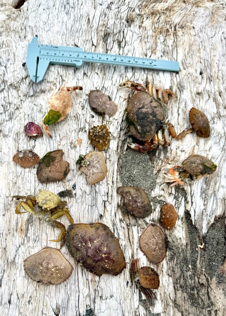 a group of rocks and a blue object on a wood surface (MyCoast AI)