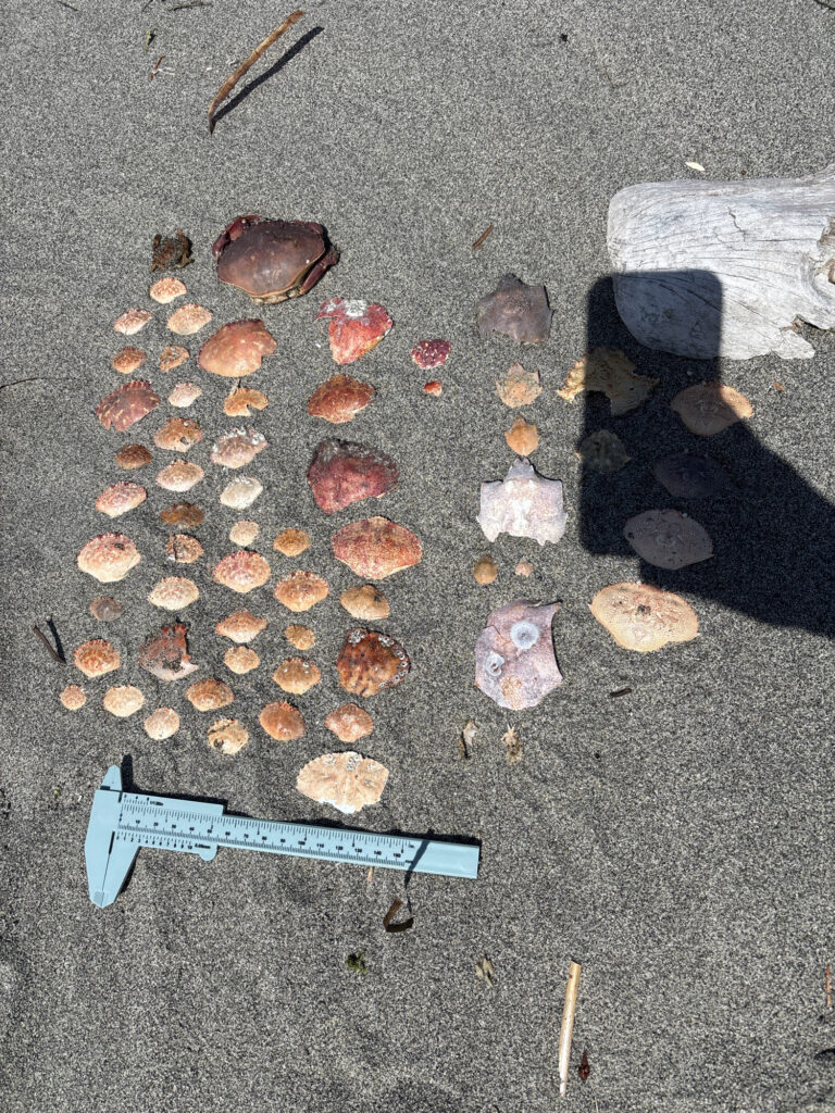 a pile of rocks and a blue tool on the ground (MyCoast AI)