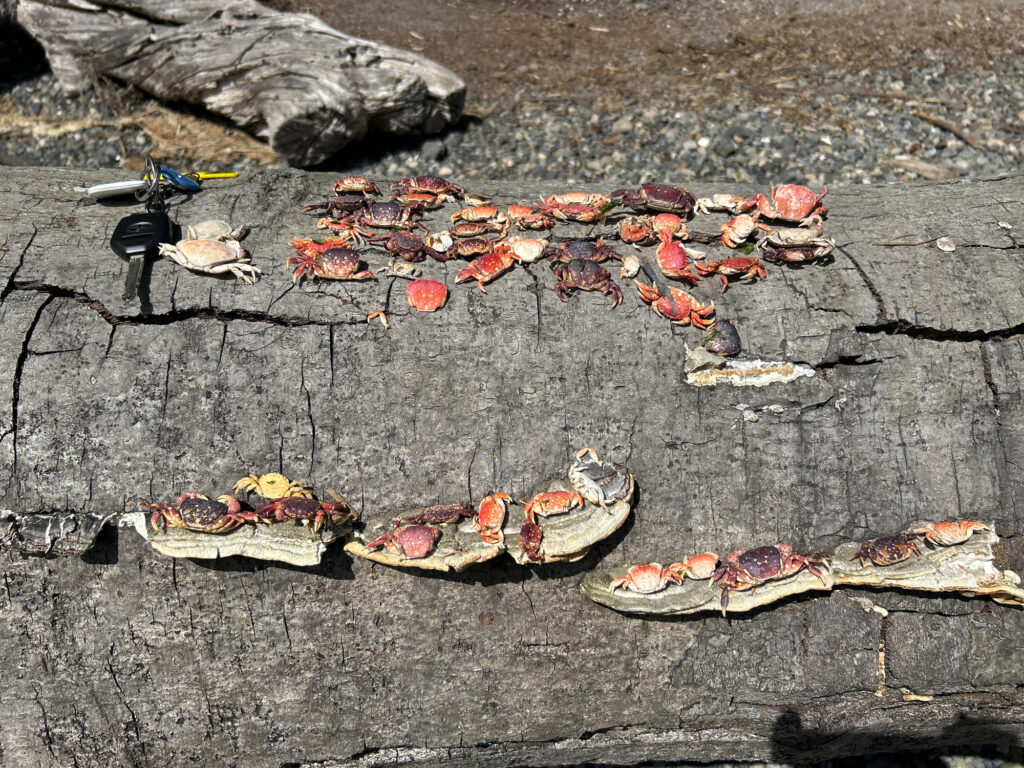 a group of leaves on the ground (MyCoast AI)