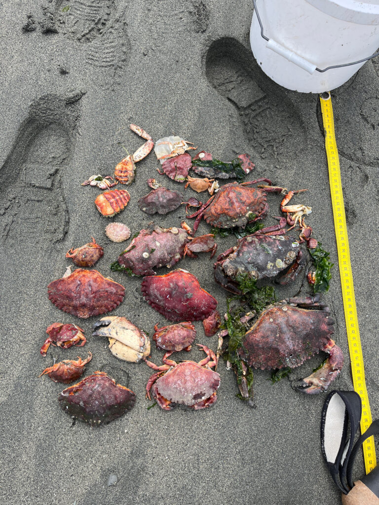a pile of mushrooms on the ground (MyCoast AI)