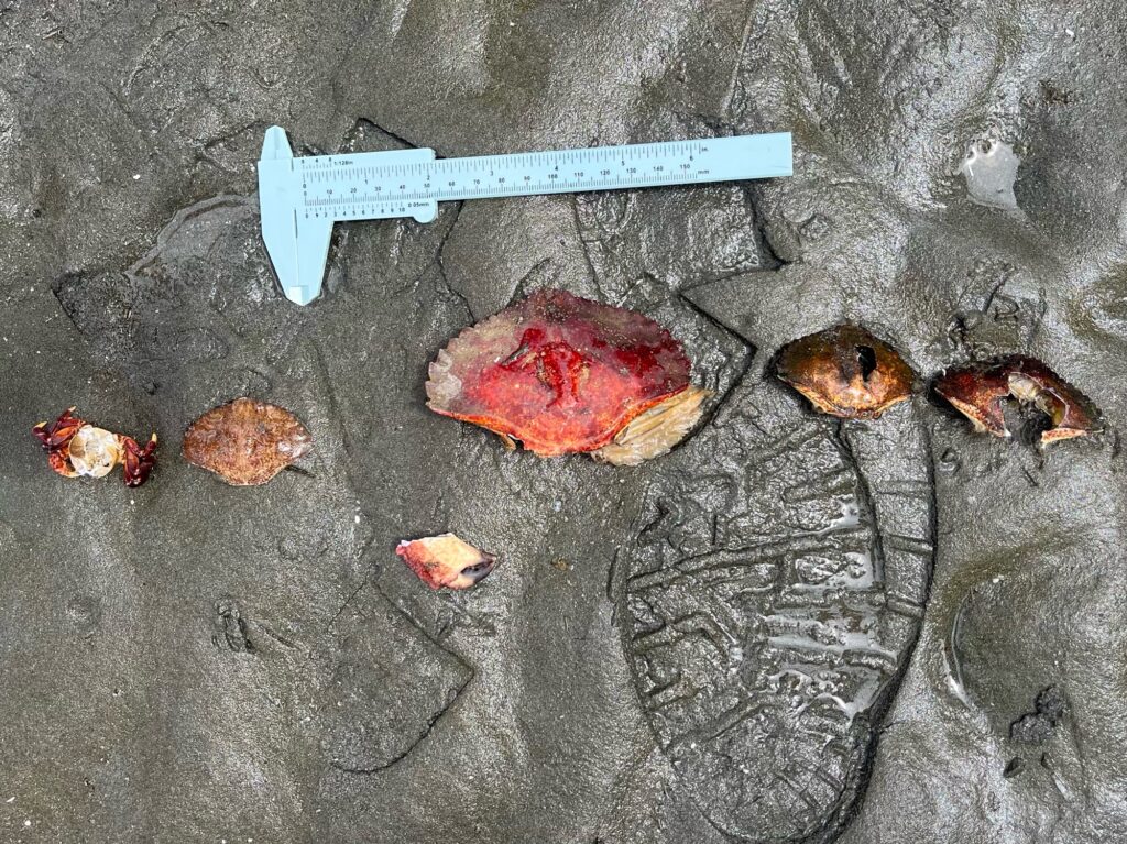 a group of small objects on the ground (MyCoast AI)