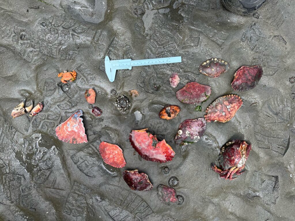 a group of red and white crystals (MyCoast AI)