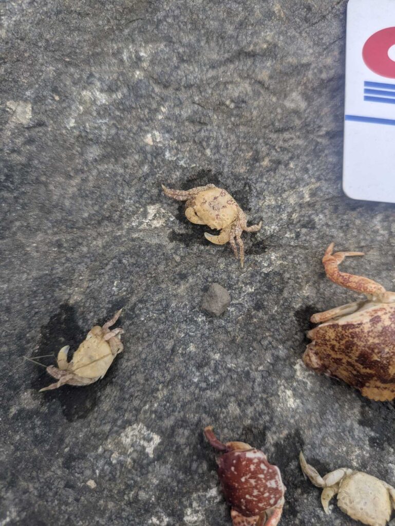 a frog on the ground (MyCoast AI)