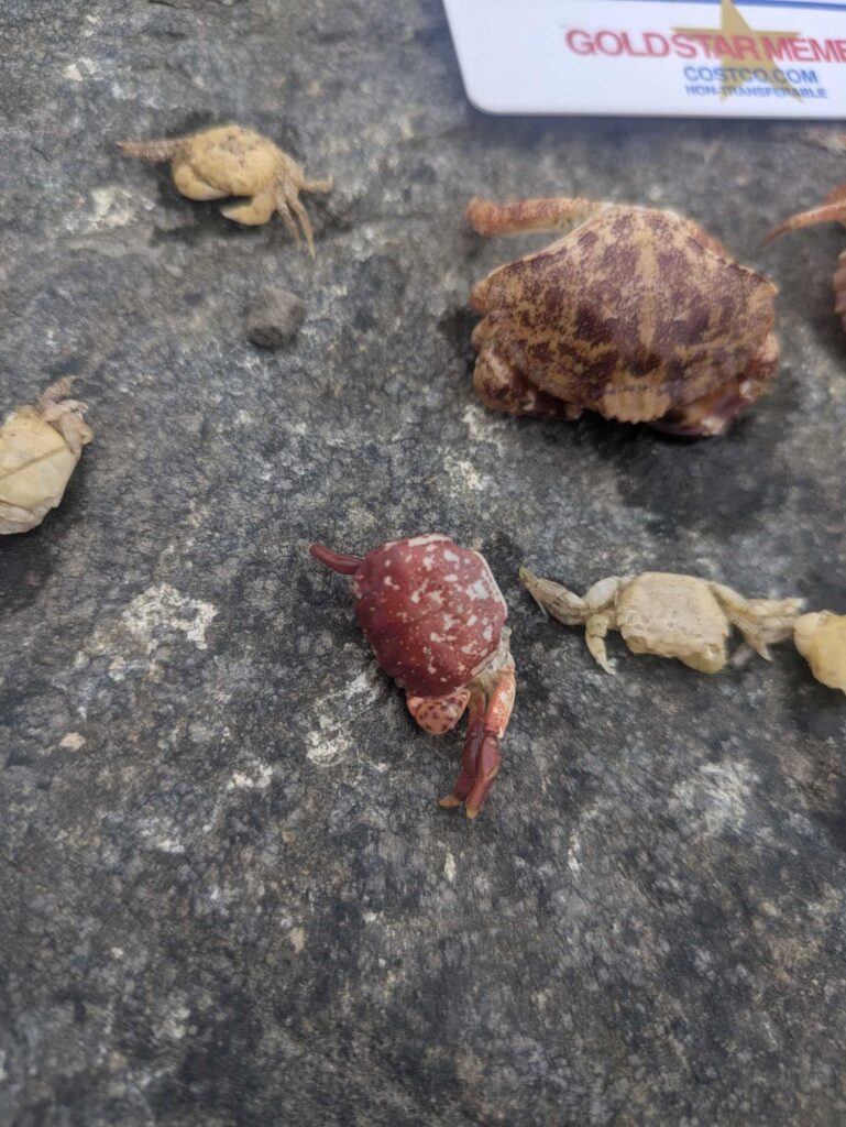 a group of snails on a concrete surface (MyCoast AI)