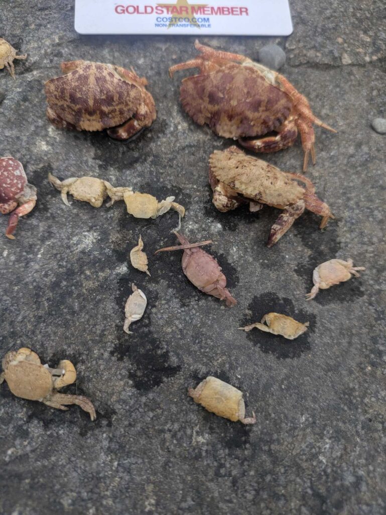 a group of brown and white crab (MyCoast AI)