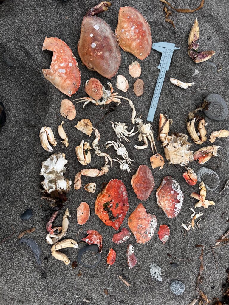 a pile of rocks and a shovel (MyCoast AI)