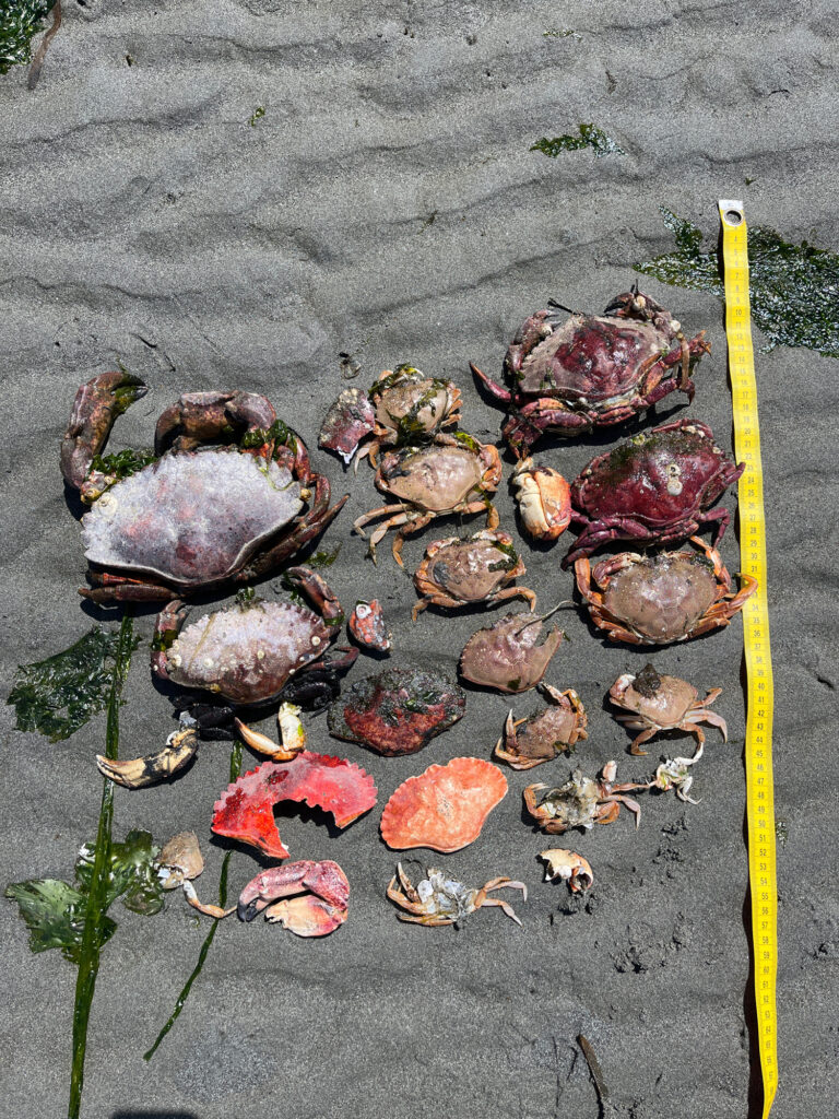 a group of mushrooms (MyCoast AI)