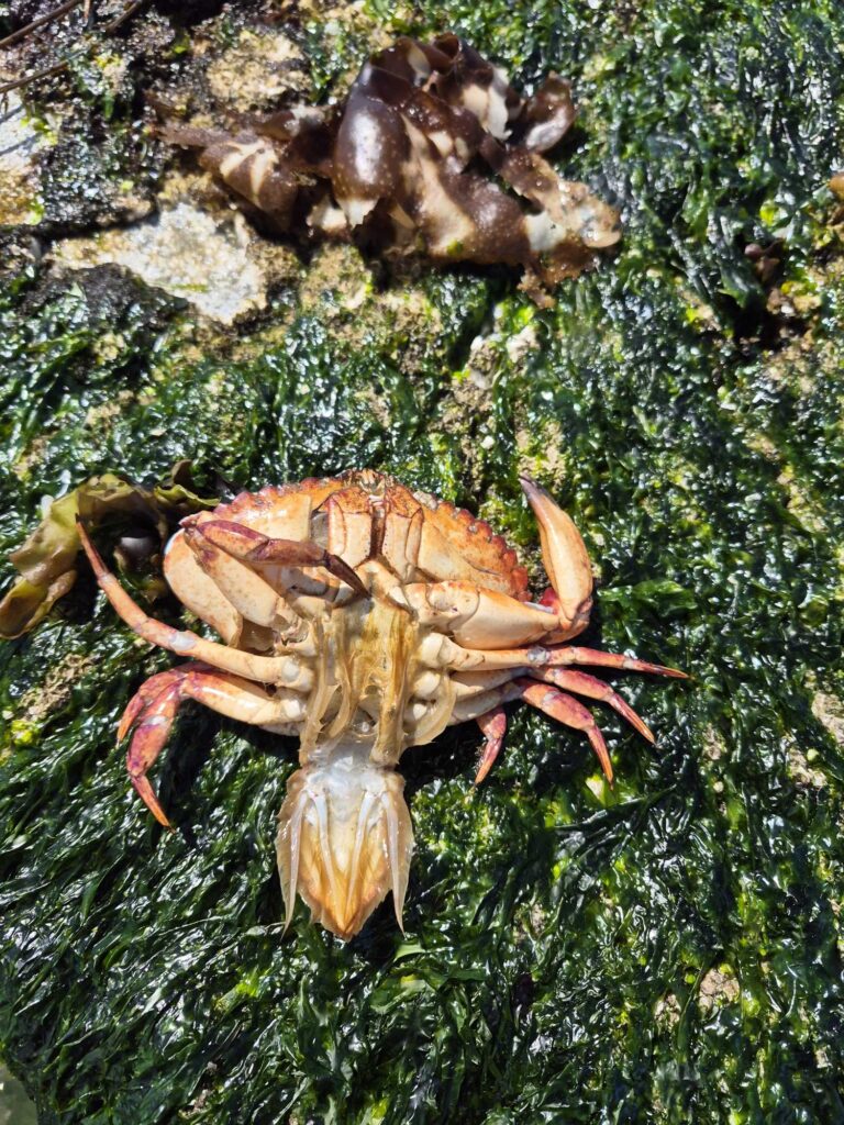 a crab on a rock (MyCoast AI)
