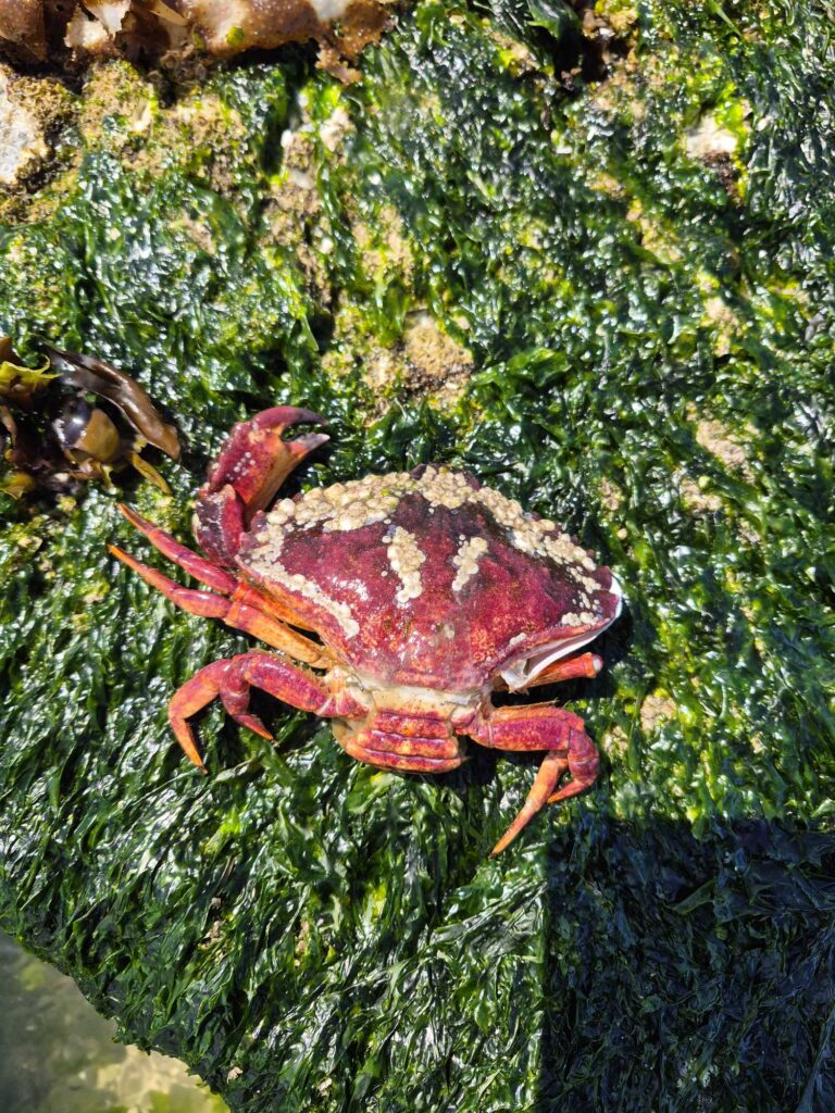 a red crab on a tree (MyCoast AI)