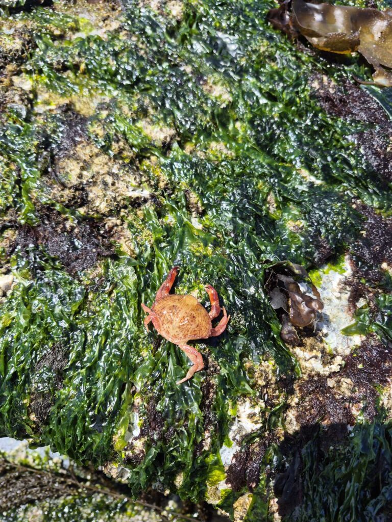 a crab on a rock (MyCoast AI)