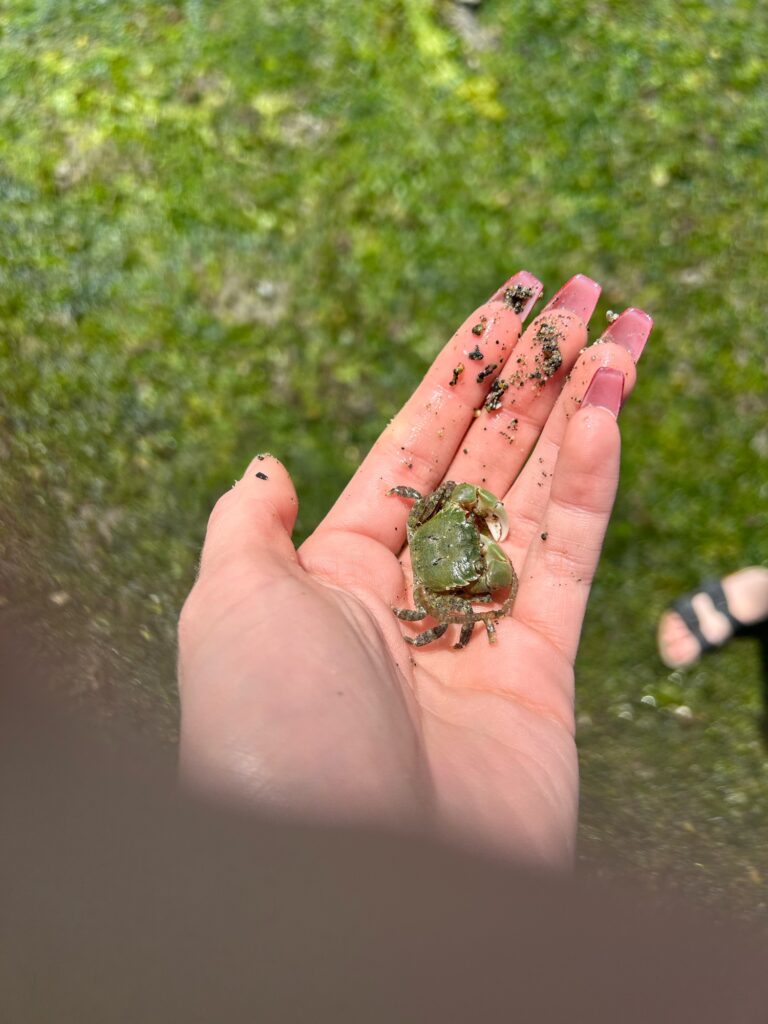 a hand holding a small frog (MyCoast AI)