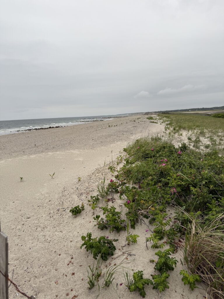 a beach with plants and water (MyCoast AI)
