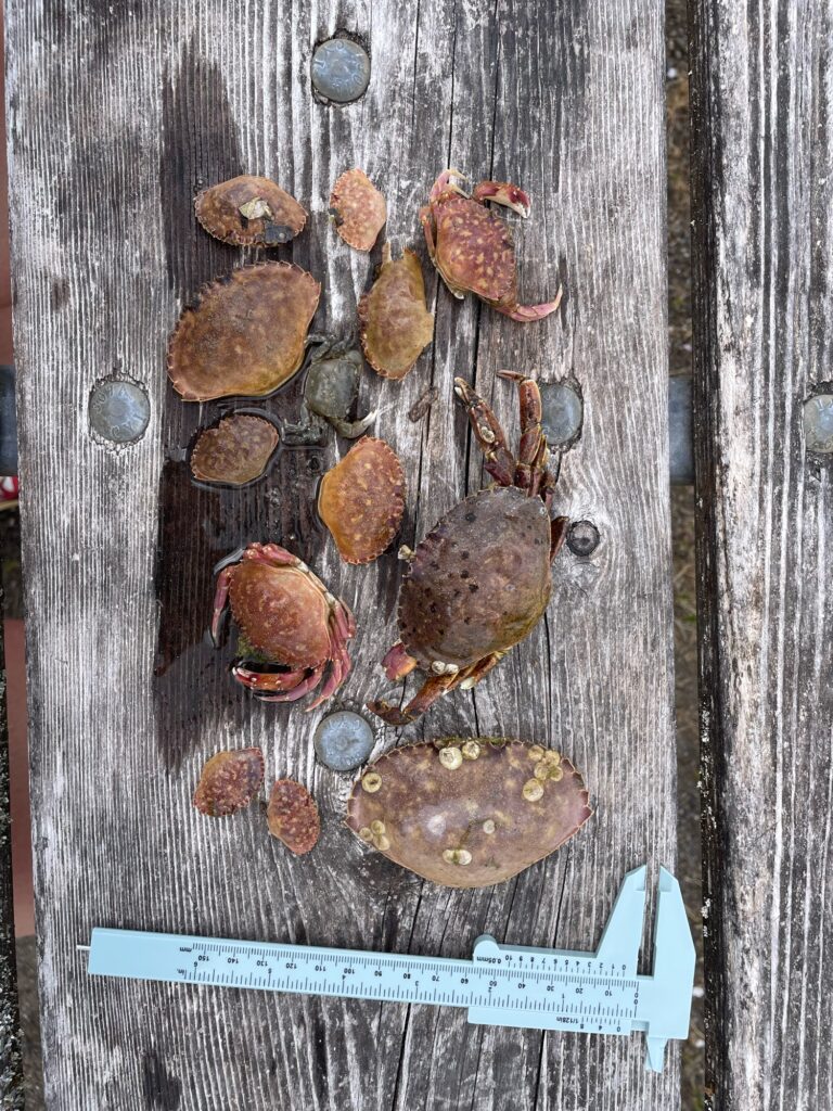 a group of brown and white birds on a wooden surface (MyCoast AI)