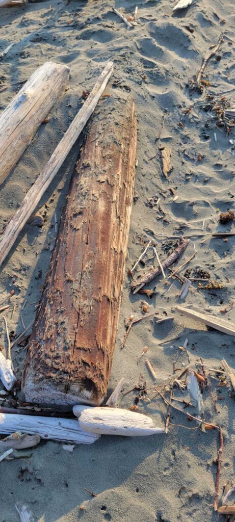 a group of wood pieces on the ground (MyCoast AI)