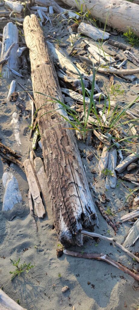 a tree stump with sticks and branches (MyCoast AI)