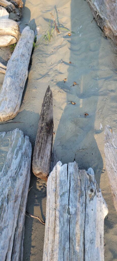 a group of logs in a sandy area (MyCoast AI)