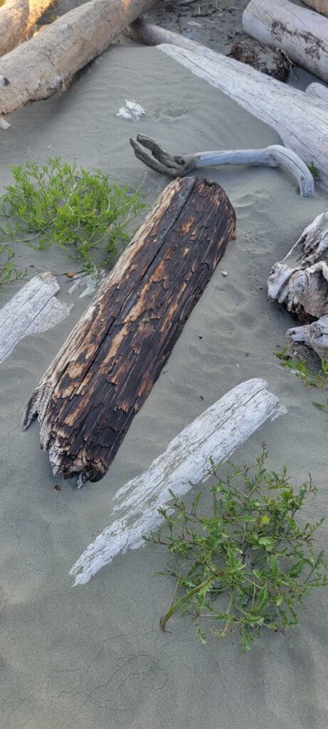 a group of snakes on a wooden surface (MyCoast AI)