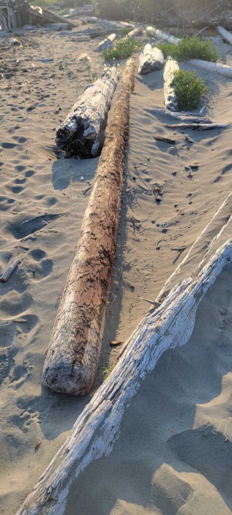 a tree trunk in the sand (MyCoast AI)