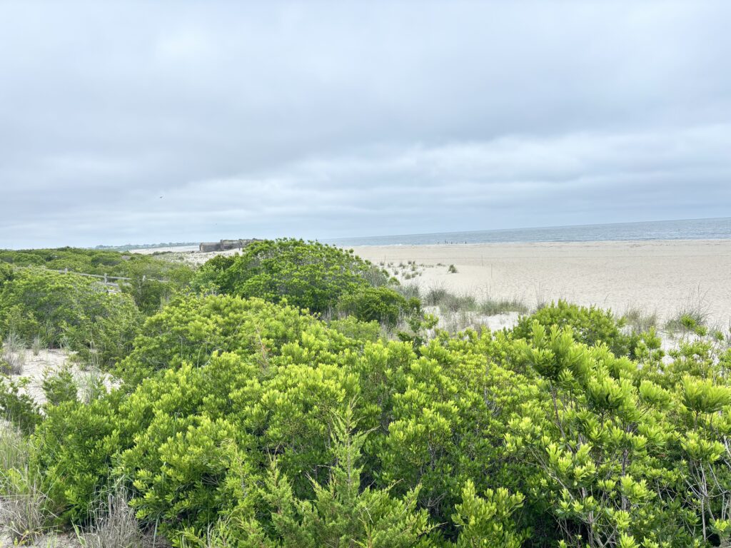 a landscape with trees and water in the background (MyCoast AI)