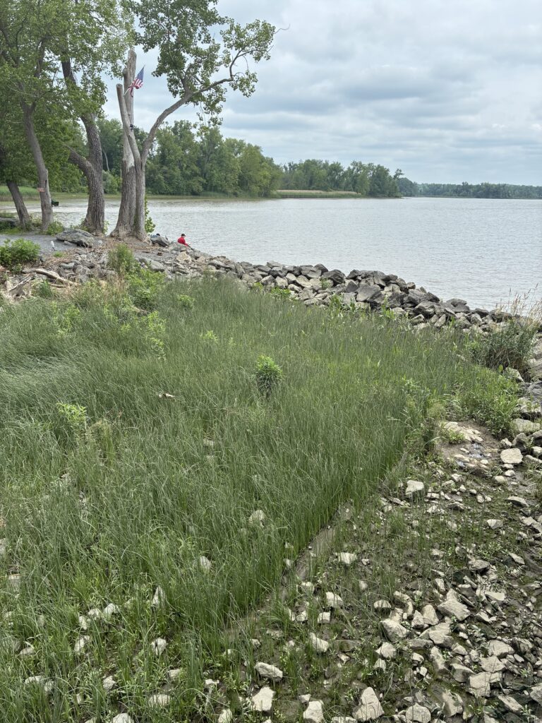 a grassy area next to a body of water (MyCoast AI)