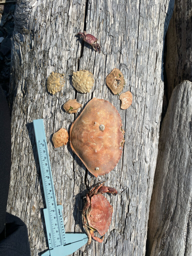 a group of mushrooms on a tree (MyCoast AI)