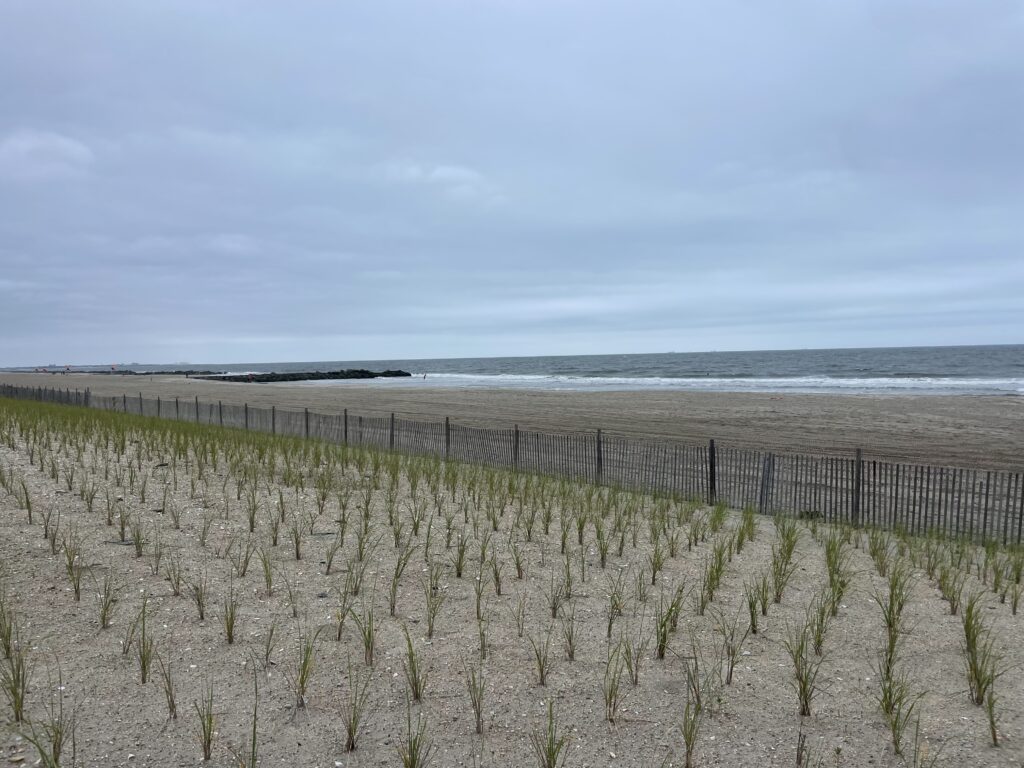 a beach with plants and water (MyCoast AI)