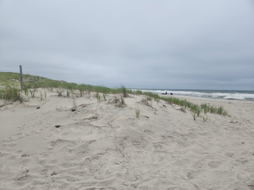 a sandy beach with plants growing on it (MyCoast AI)