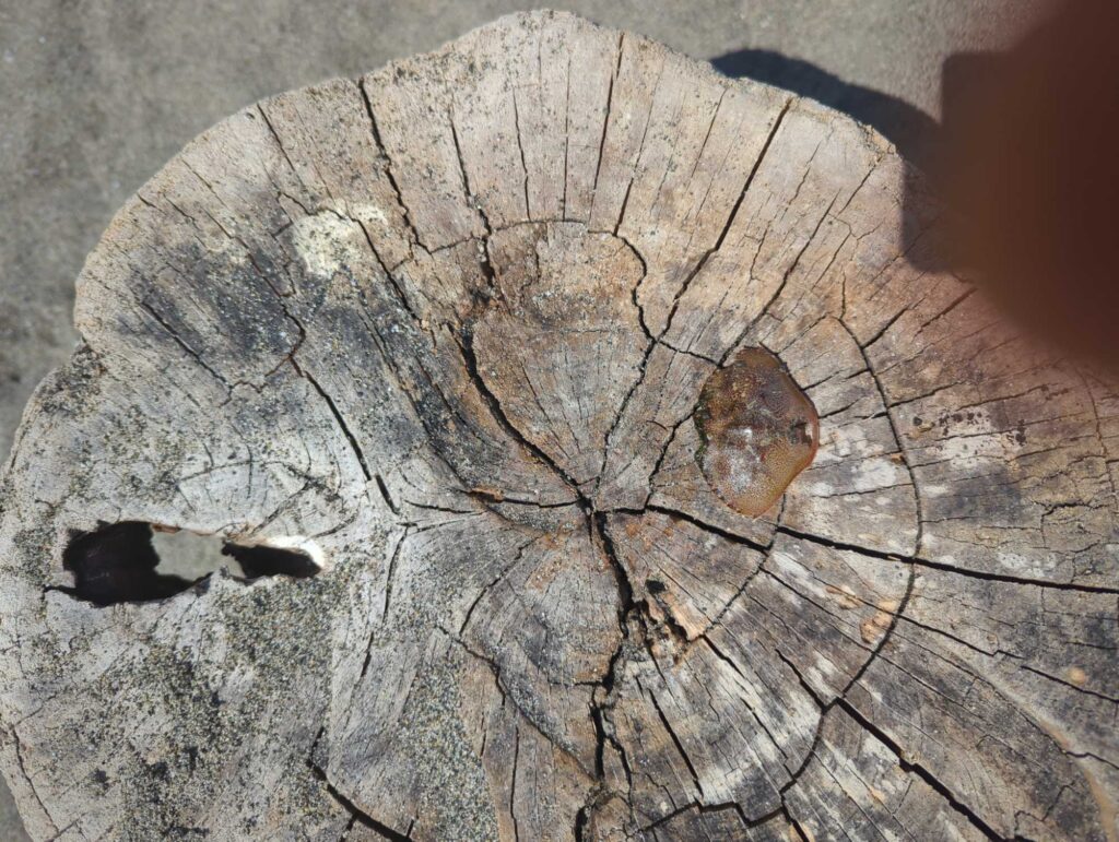 a rock with a hole in it (MyCoast AI)