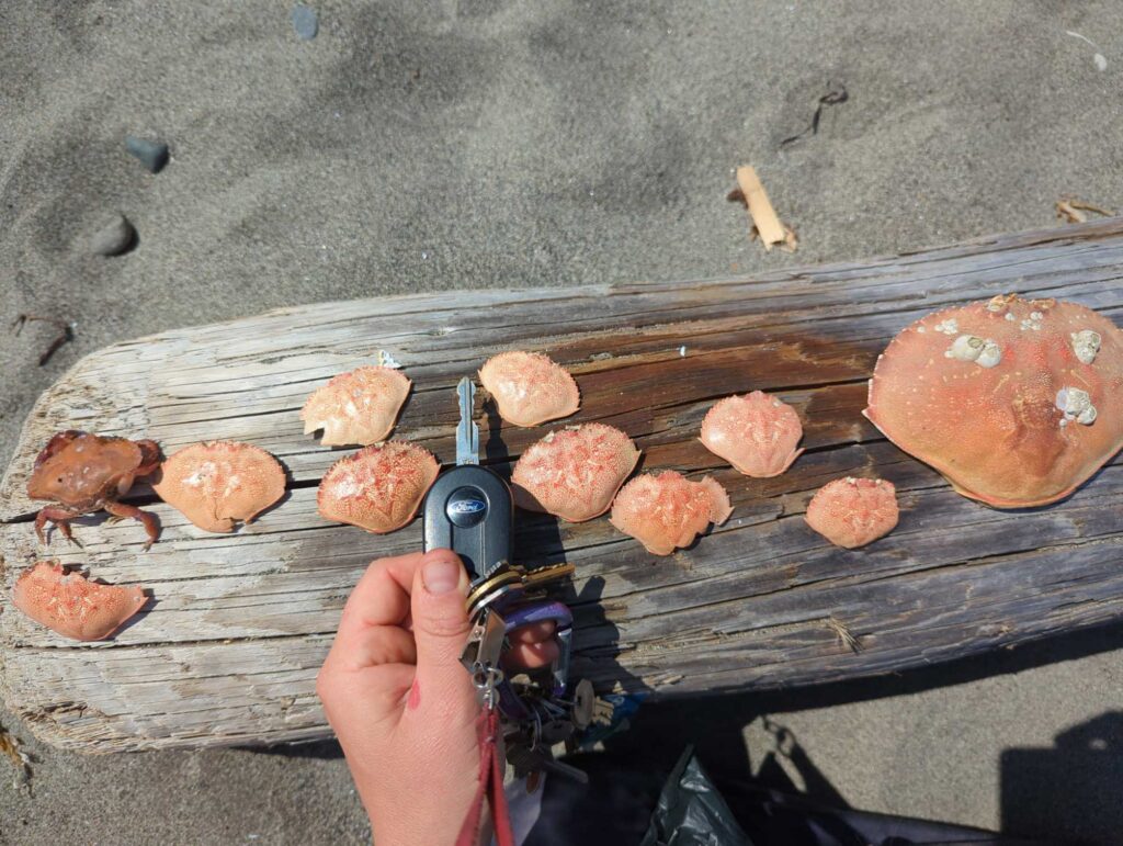 a person holding a camera and a group of pastries on a wood surface (MyCoast AI)