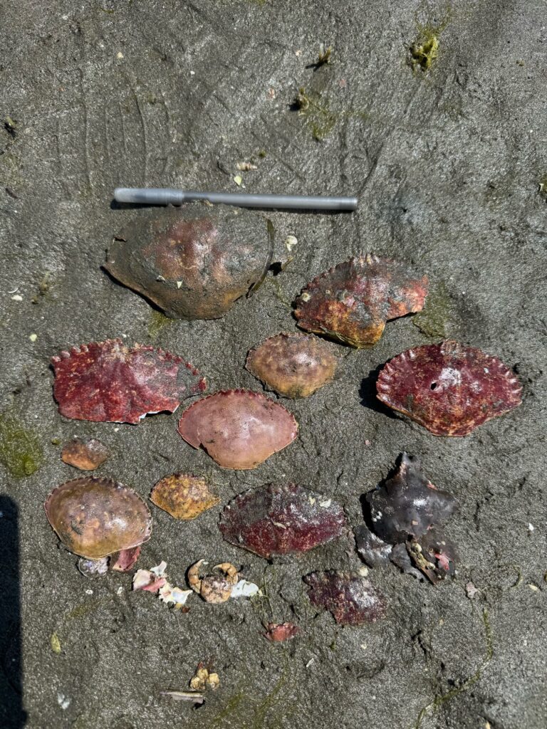 a group of snails on a concrete surface (MyCoast AI)