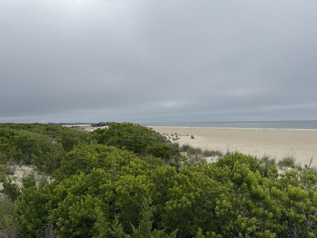 a beach with trees and bushes (MyCoast AI)