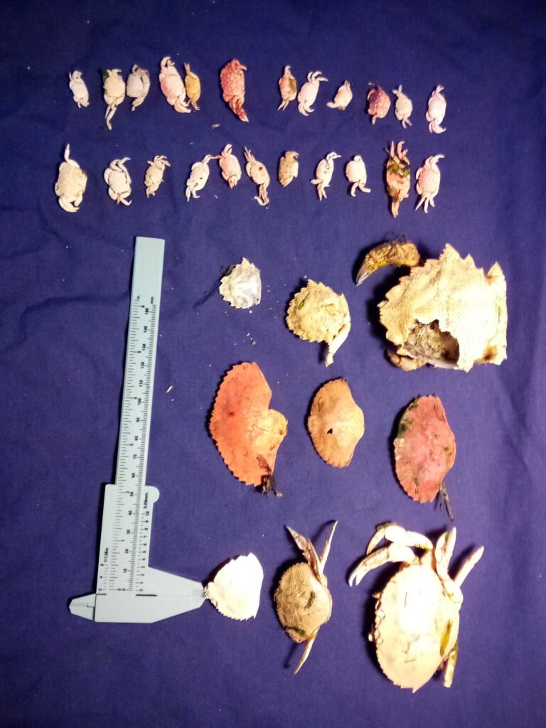 a group of fish (MyCoast AI)